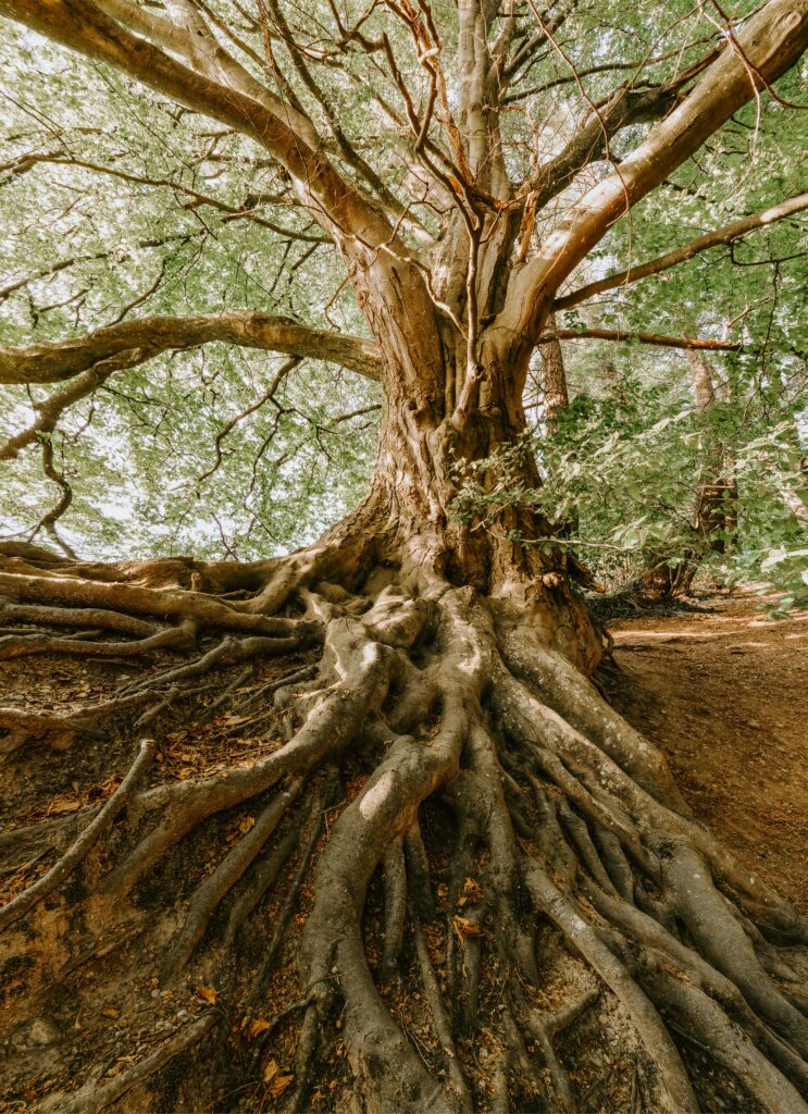Kuva puun juurista
